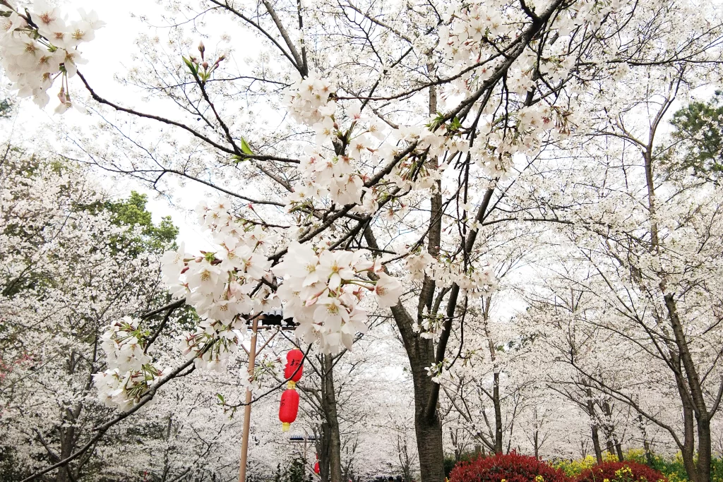 Cherry Blossom White Pink Petals Trees Branches