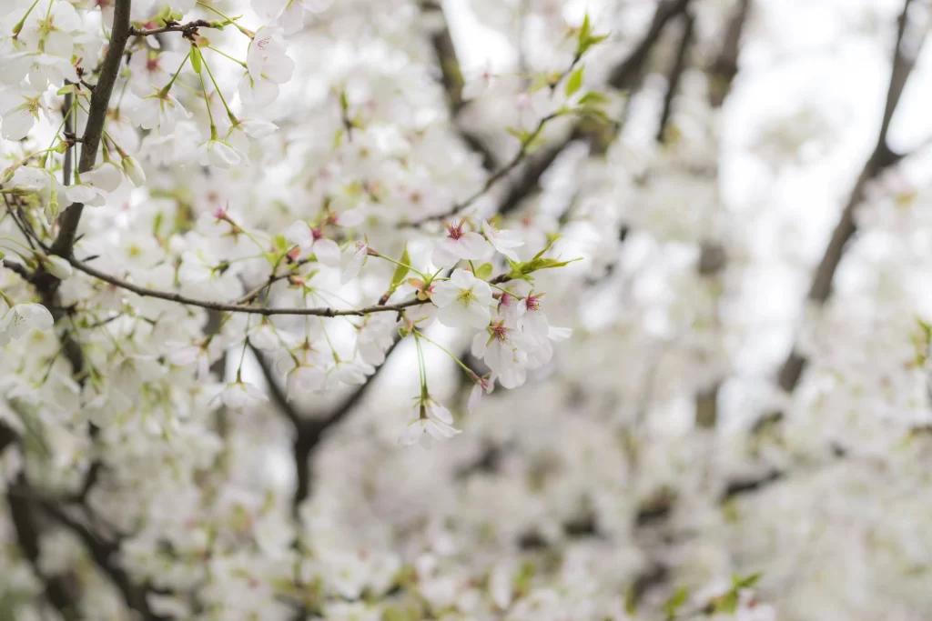 Cherry Blossom White Pink Petal Spring gray Branch