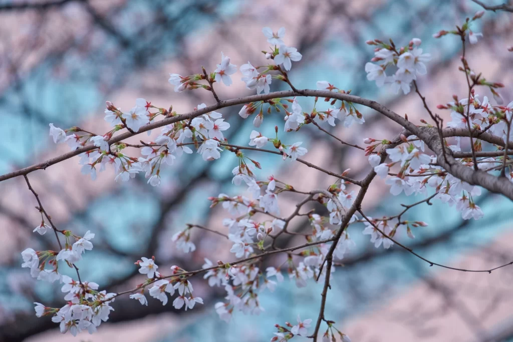 Cherry Blossom White Pink Petal Spring gray Branch