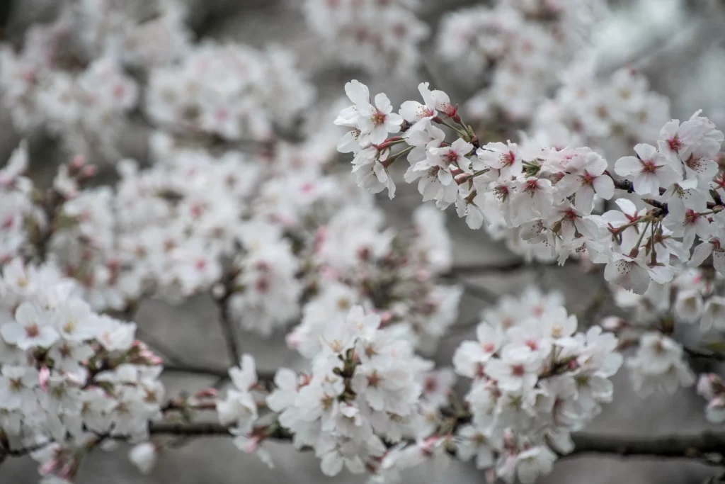 Cherry Blossom White Pink Petal Spring gray Branch