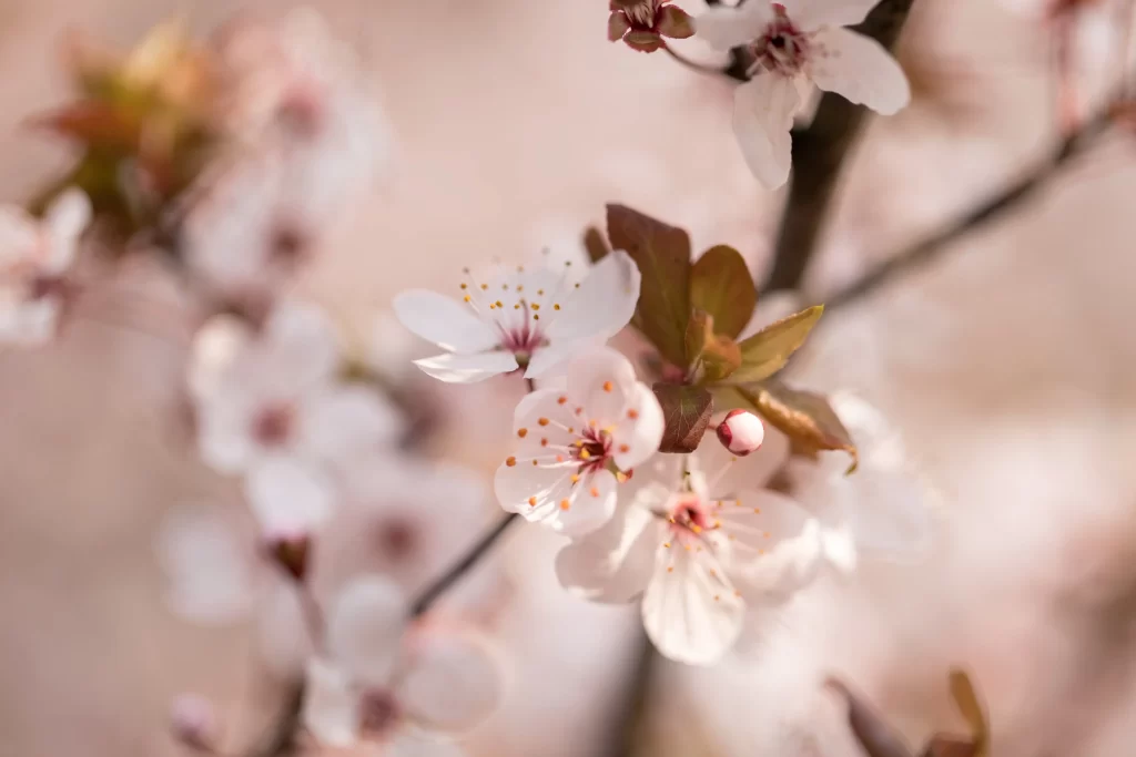 Cherry Blossom White Pink Petal Spring warm Branch
