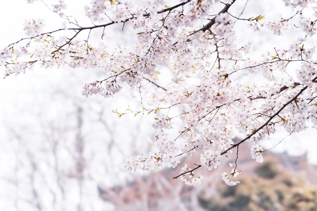 Cherry Blossom White Pink Petal Spring Branch