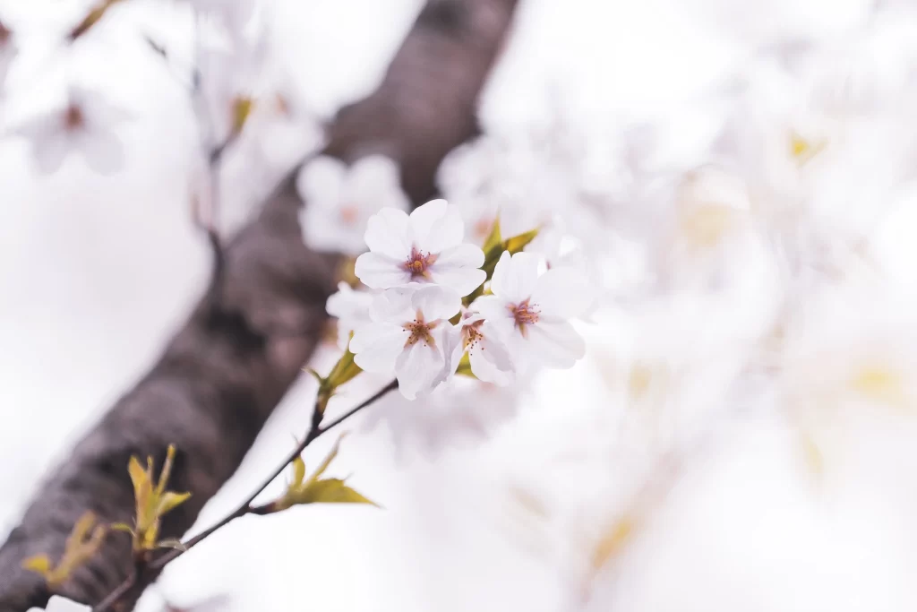Cherry Blossom White Pink Petal Spring Branch