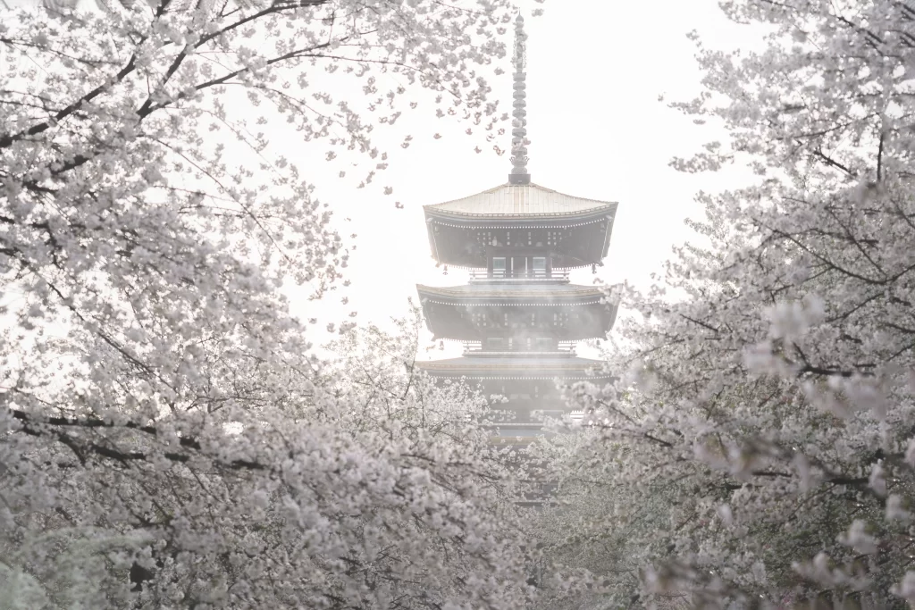Cherry Blossom White Pink Petals Spring Trees