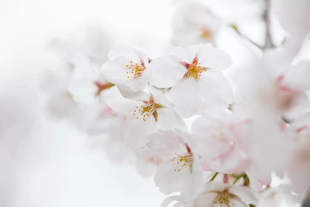 Cherry Blossom White Pink Petal Spring Branch