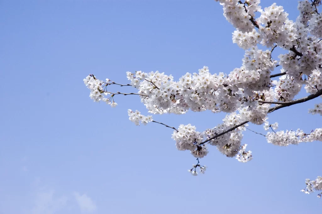 Cherry Blossom White Pink Petals Blue Sky cool Branch