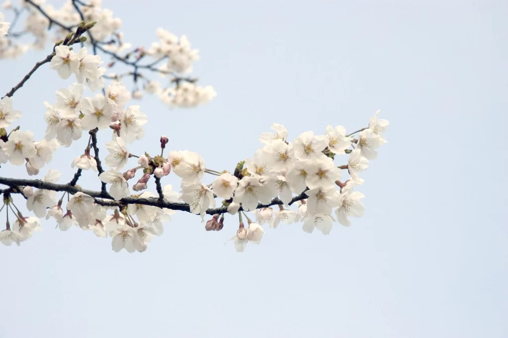 Cherry Blossom White Pink Petal Spring Branch