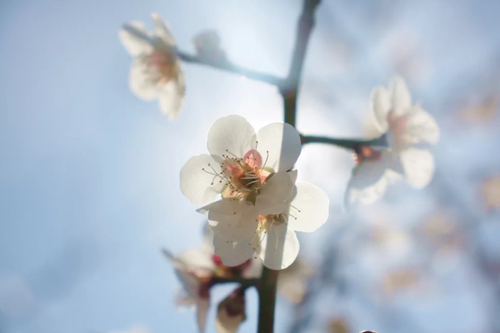 Cherry Blossom White Pink Petal Spring gray Branch