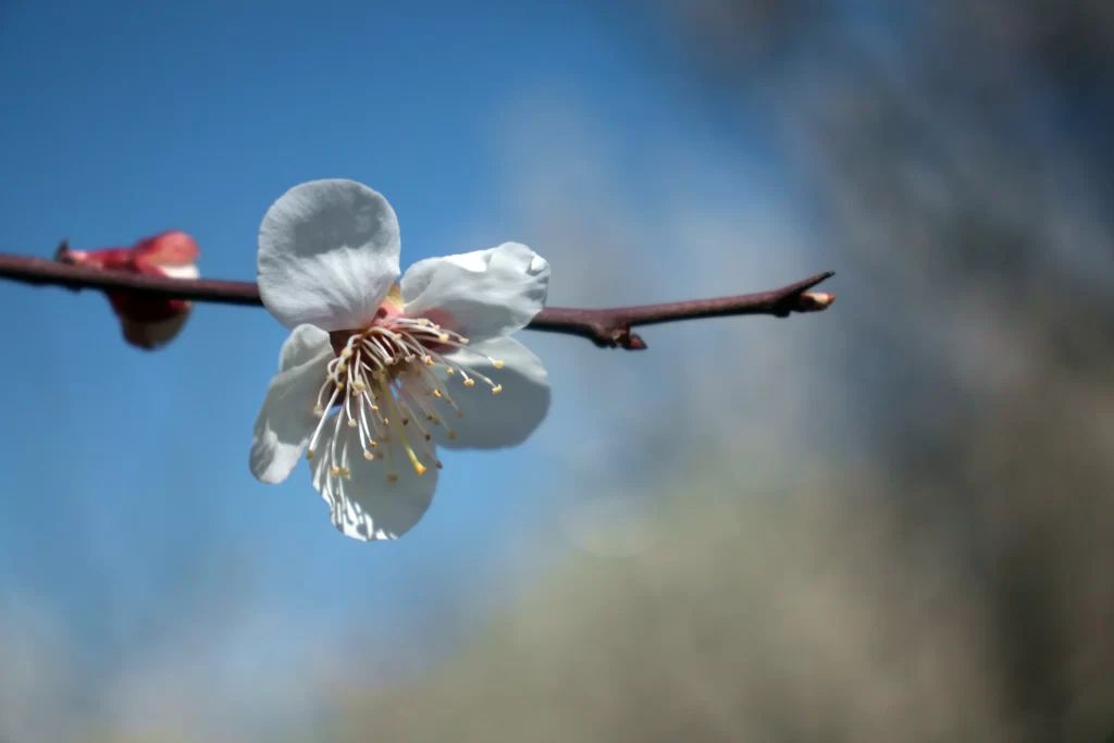 Cherry Blossom White Pink Petal Spring gray Branch