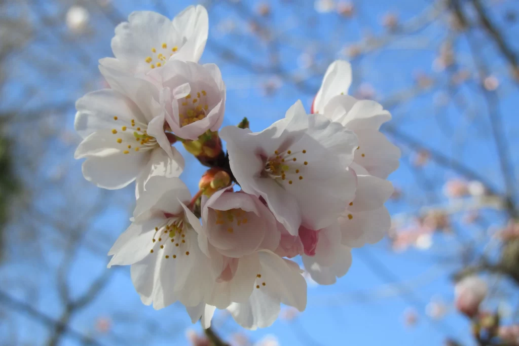 Cherry Blossom White Pink Petal Blue gray Sky