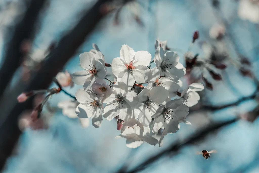 Cherry Blossom White Pink Petal Branch Sky