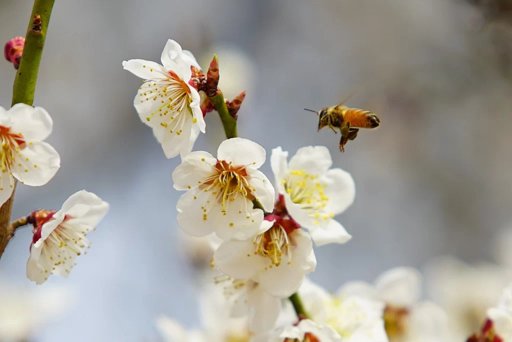 Cherry Blossom White Pink Yellow Petal Spring gray Branch