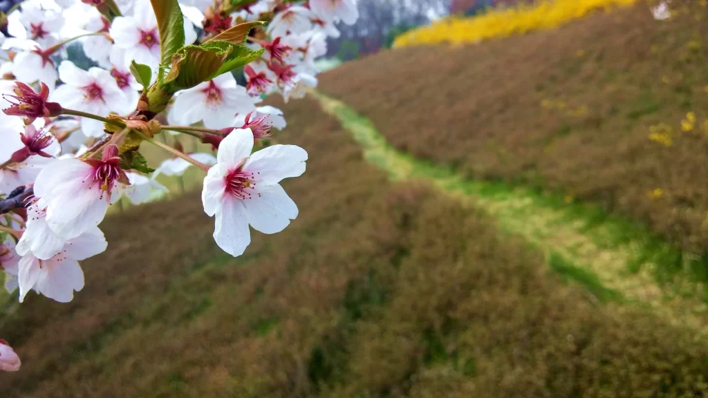 Cherry Blossom White Pink Petal Branch Path Nature