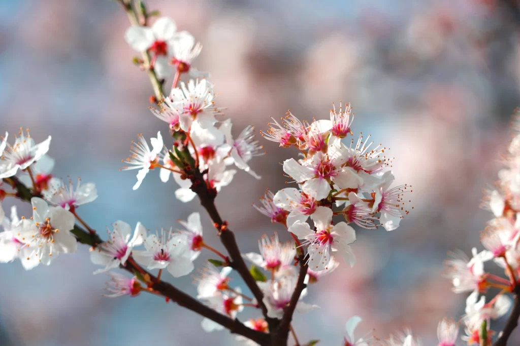 Cherry Blossom White Pink Petal Spring gray Branch