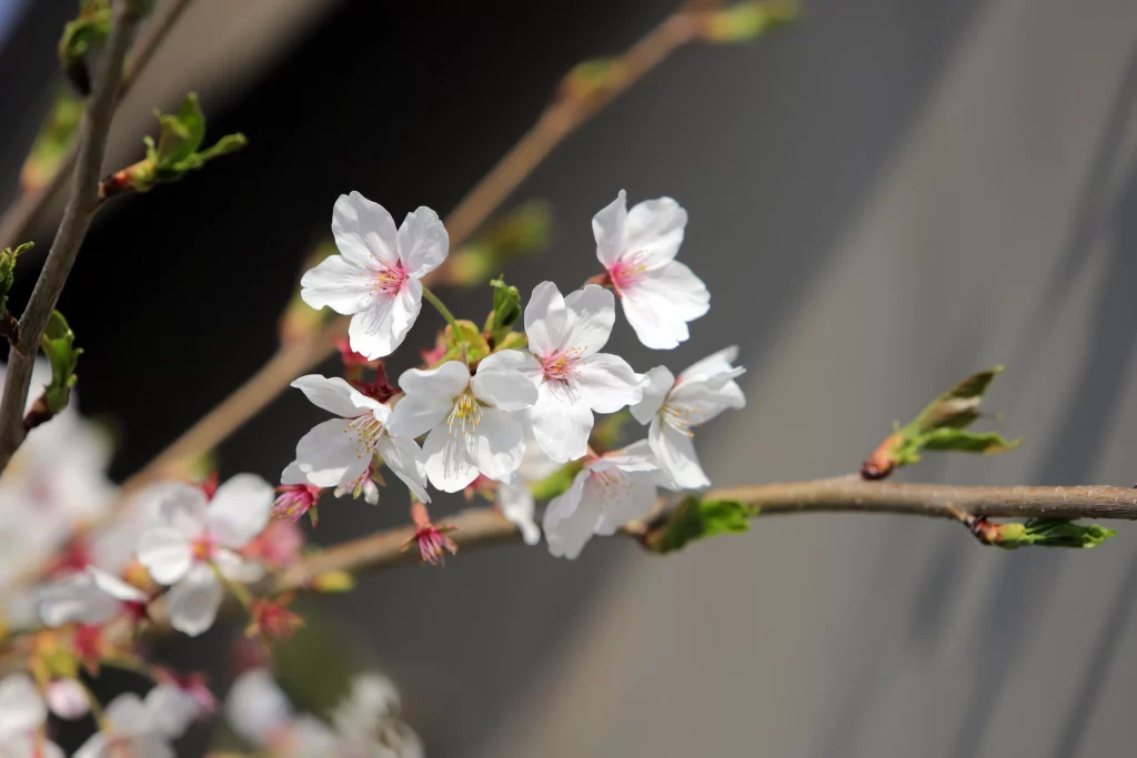 Cherry Blossom White Pink Petal Spring gray Branch