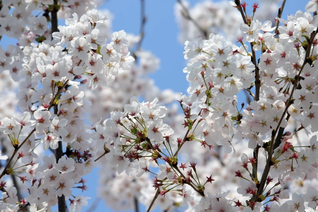 Cherry Blossom White Pink Petal Spring gray Branch