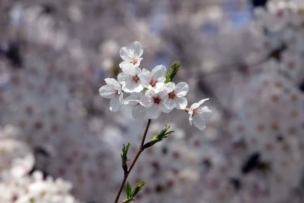 Cherry Blossom White Pink Petal Spring gray Branch