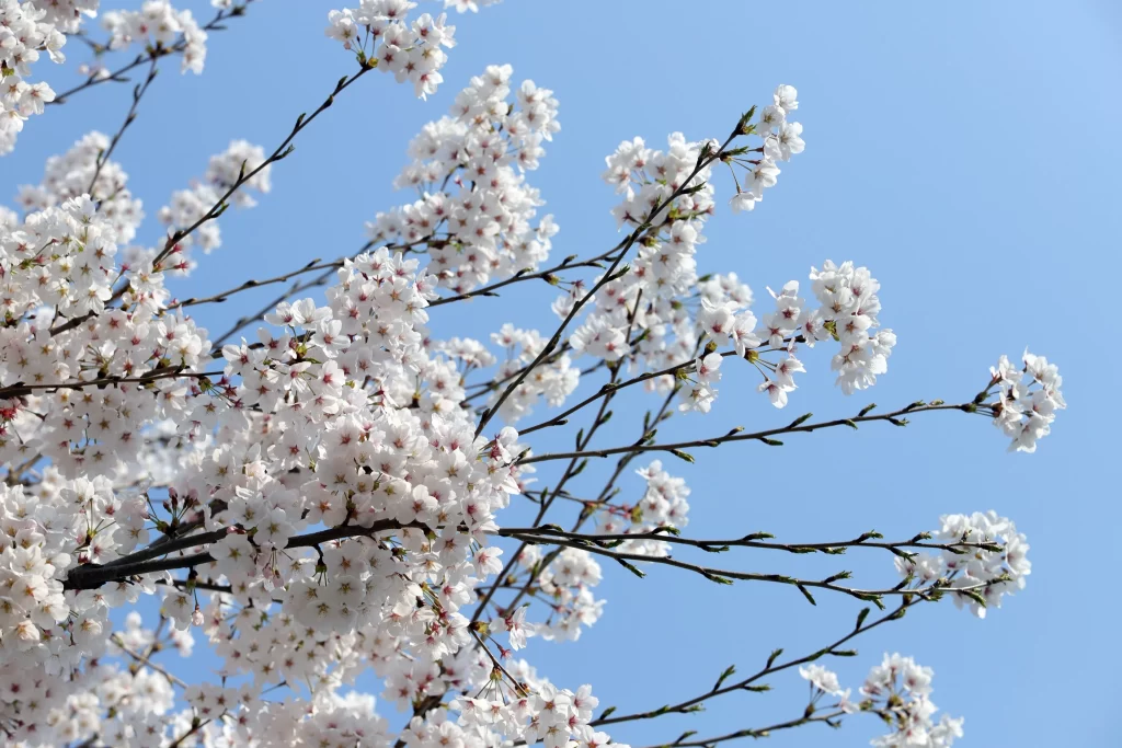 Cherry Blossom White Pink Petal Spring gray Branch