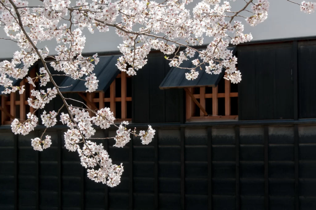 Cherry Blossom White Pink Petals Branches Building Windows