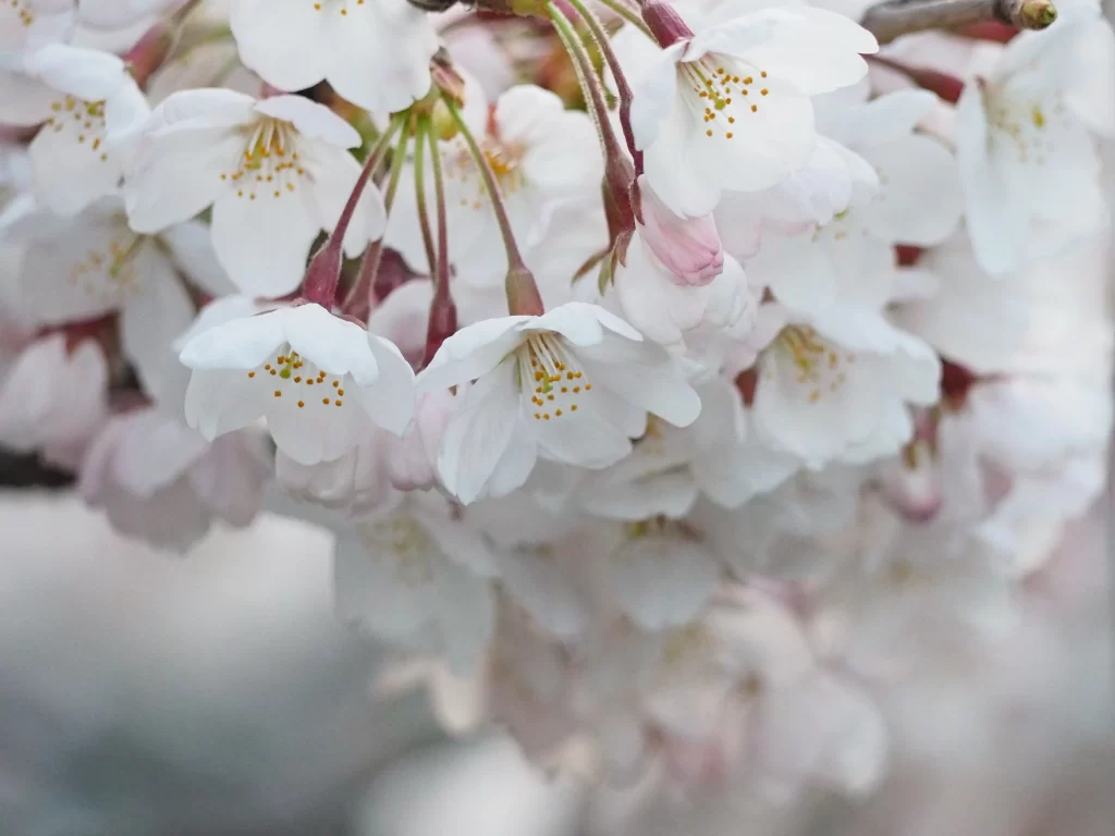 Cherry Blossom White Pink Petal Spring gray Branch