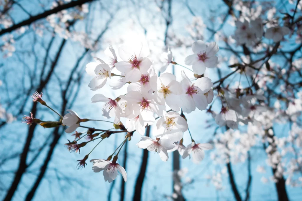 Cherry Blossom White Pink Petal Spring gray Branch