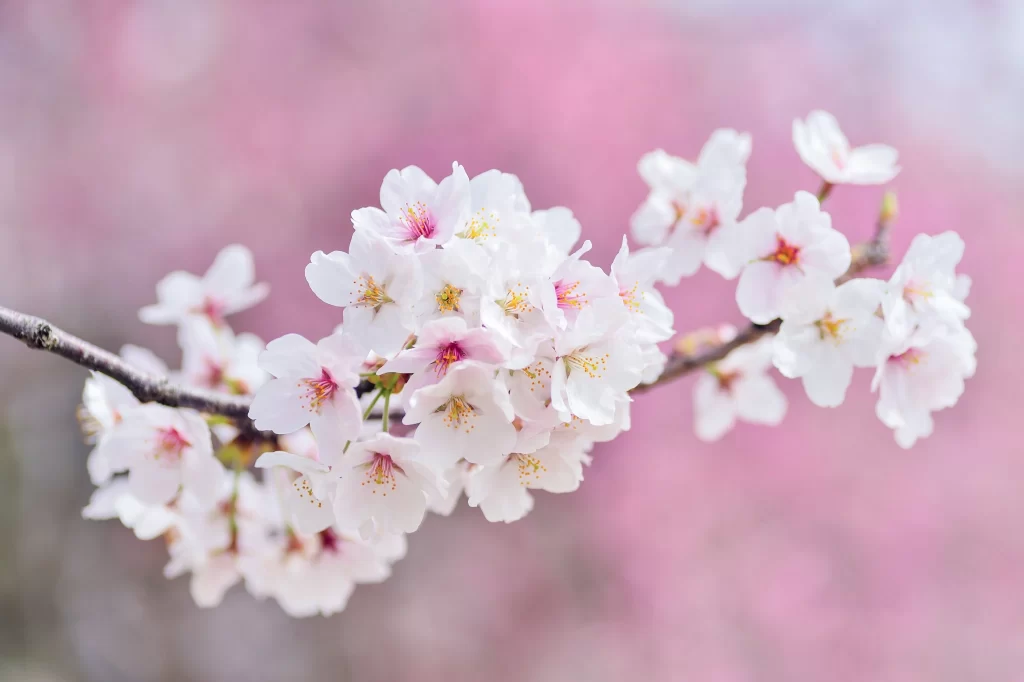 Cherry Blossom White Pink Petal Spring gray Branch