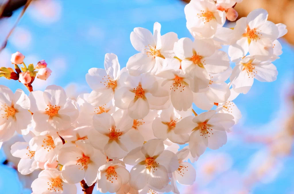 Cherry Blossom White Pink Petal Blue gray Sky