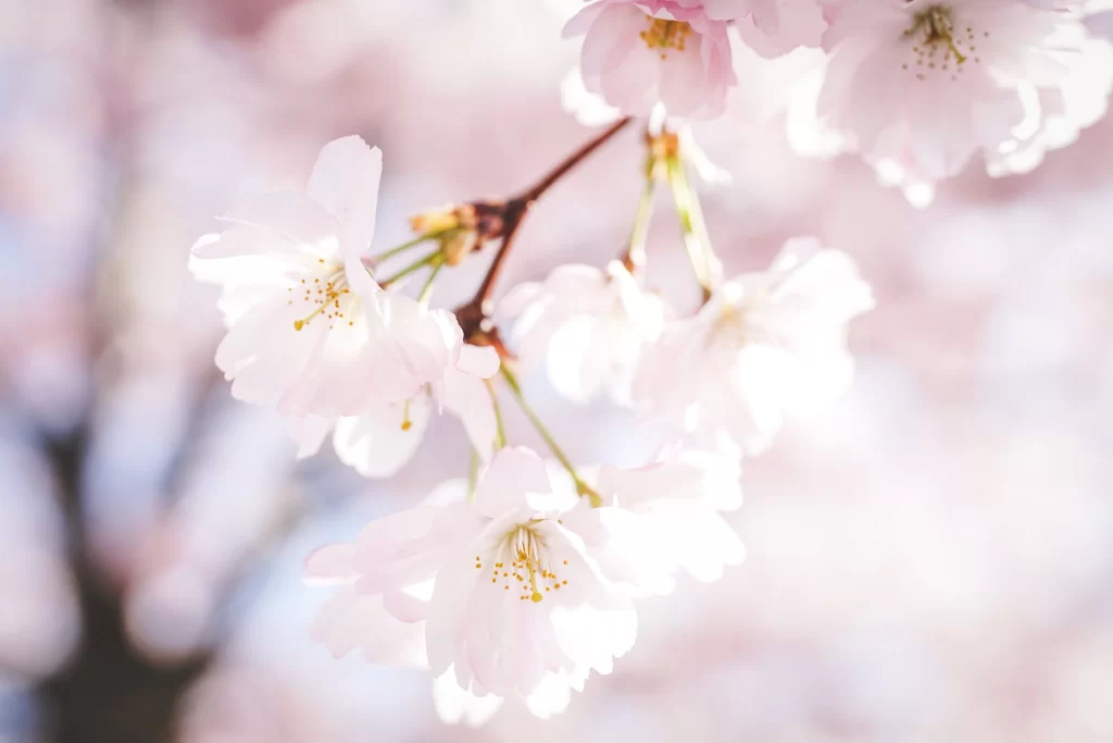 Cherry Blossom White Pink Petal Spring Branch