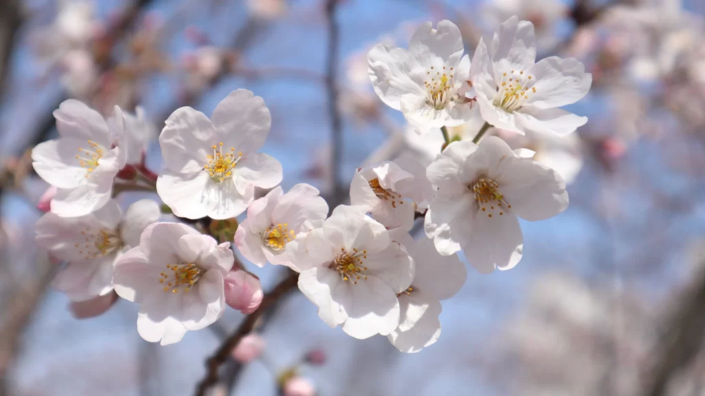 Cherry Blossom White Pink Petal Spring gray Branch