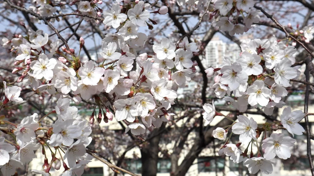 Cherry Blossom White Pink Petals Branches Urban Background