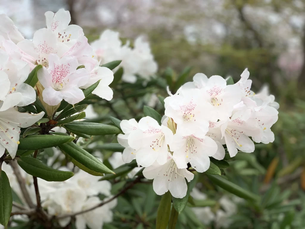 Cherry Blossom White Pink Petal Bloom Nature