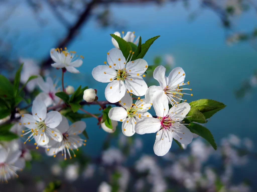 Cherry Blossom White Pink Petal Spring gray Branch