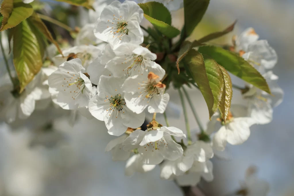 Cherry Blossom White Pink Petal Spring gray Branch