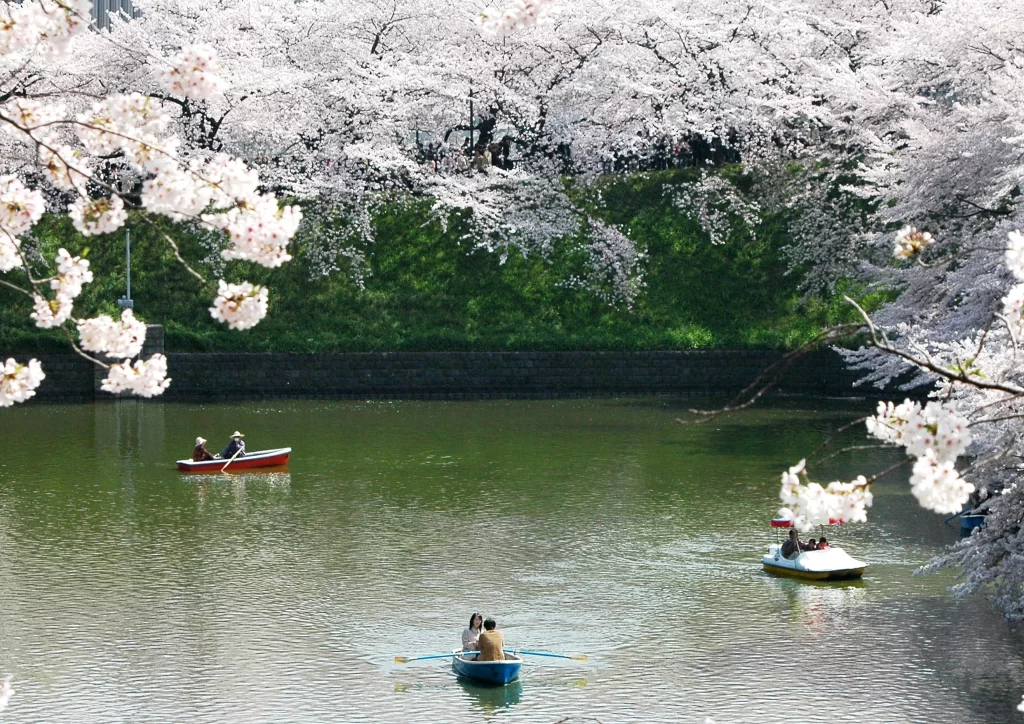 Cherry Blossom White Pink Petals Green Leaves Boats Water