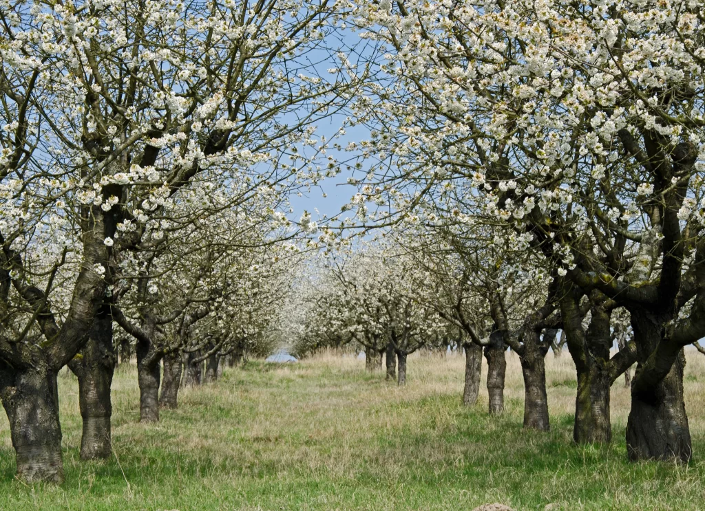 Cherry Blossom White Pink Petal Spring Orchard