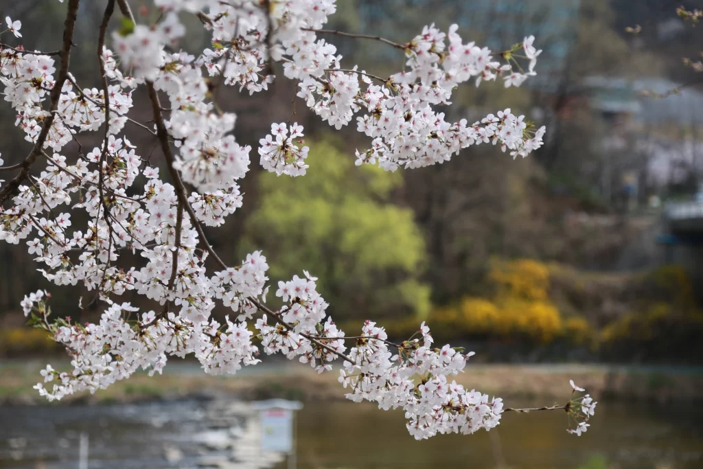 Cherry Blossom White Pink Petals Spring gray Branch