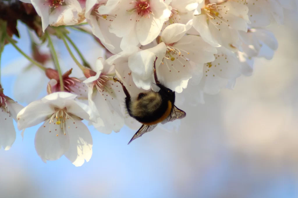 Cherry Blossom White Pink Petal Spring Bee
