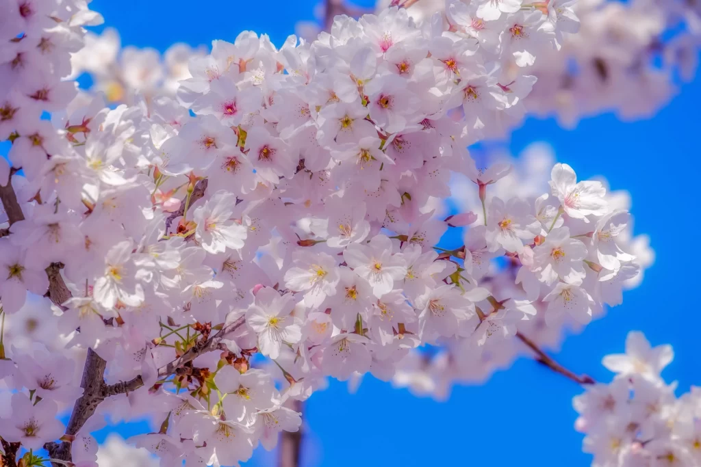 Cherry Blossom White Pink Petals Blue Sky Spring