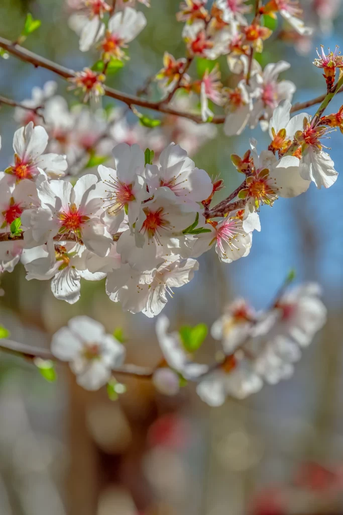 Cherry Blossom White Pink Petal Spring gray Branch