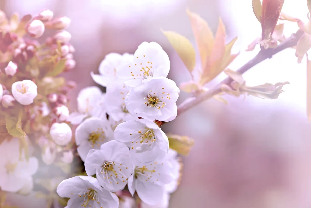 Cherry Blossom White Pink Petals Spring gray Branch