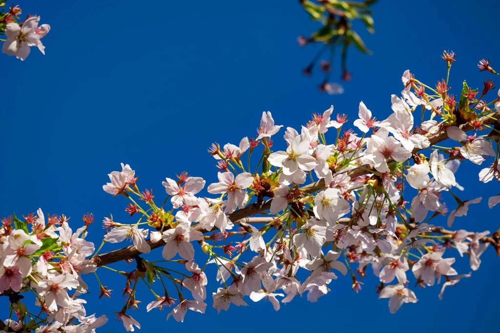 Cherry Blossom White Pink Petal Spring cool Branch