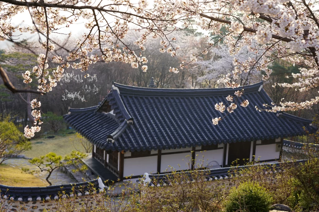 Cherry Blossom White Pink Petals Traditional Building Nature
