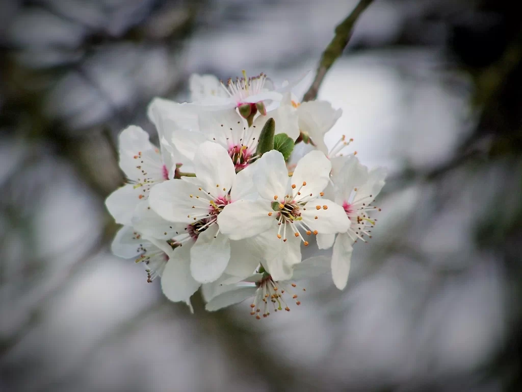 Cherry Blossom White Pink Petal Spring gray Branch