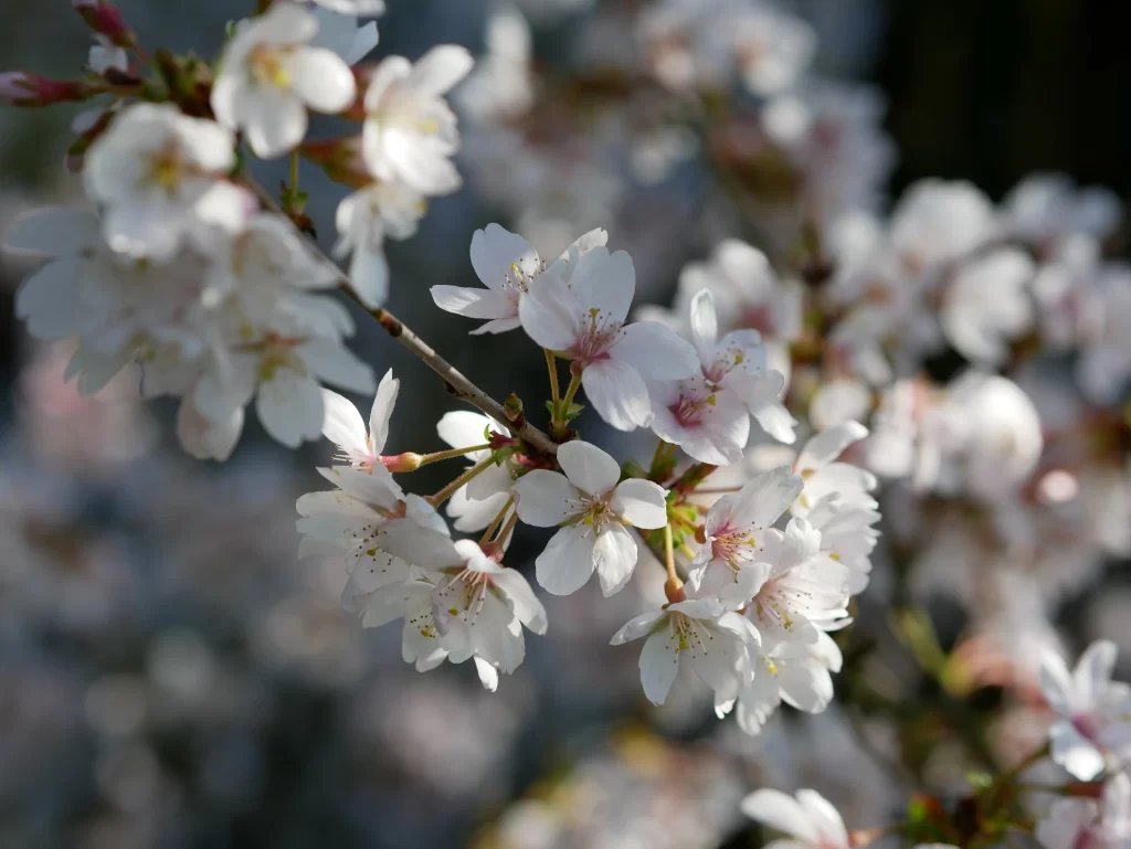 Cherry Blossom White Pink Petal Spring gray Branch