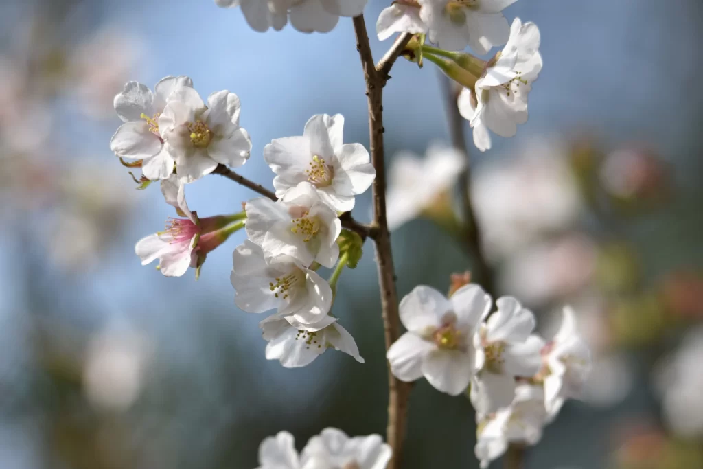 Cherry Blossom White Pink Petals Spring gray Branch