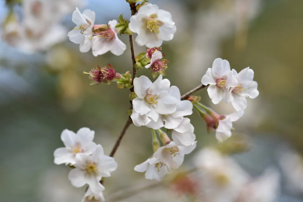 Cherry Blossom White Pink Petal Spring gray Branch