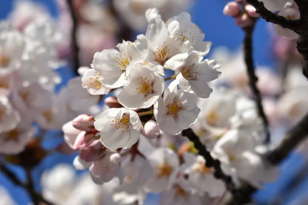 Cherry Blossom White Pink Petal Spring gray Branch