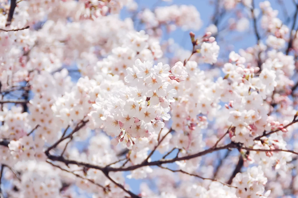 Cherry Blossom White Pink Petal Spring gray Branch