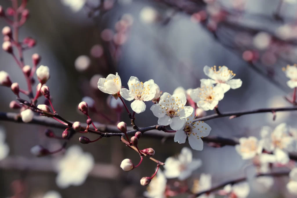 Cherry Blossom White Pink Petal Spring gray Branch
