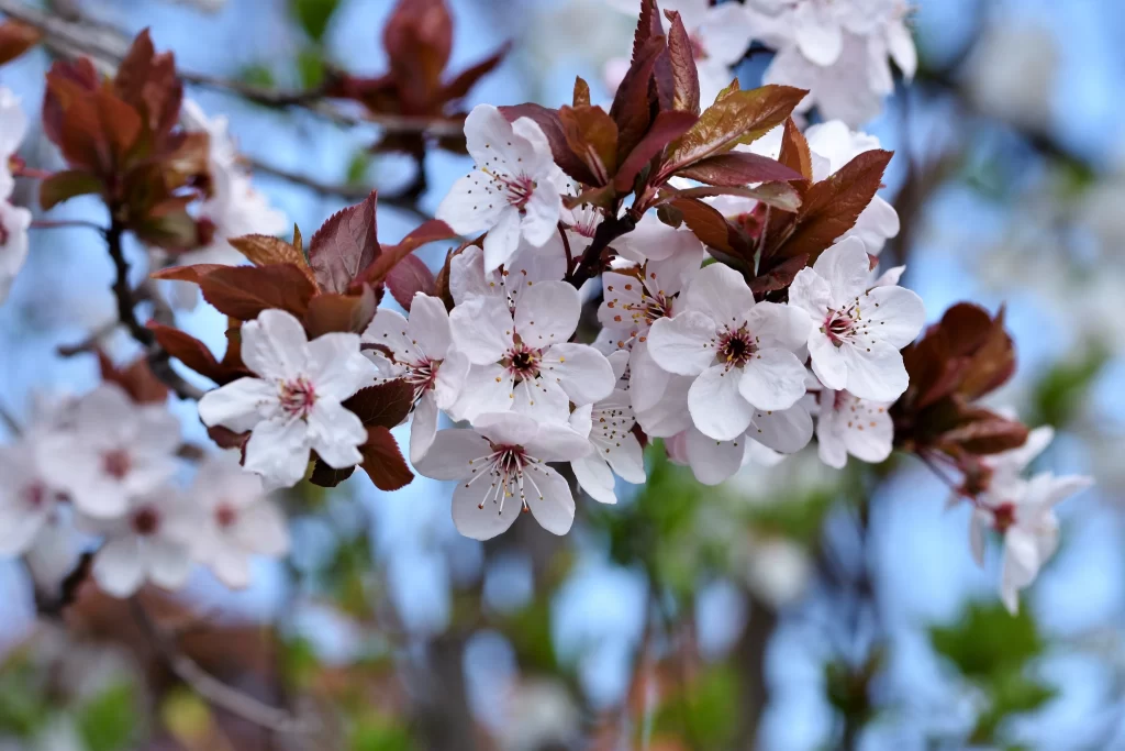 Cherry Blossom White Pink Petal Spring gray Branch